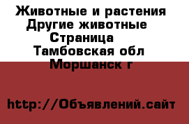 Животные и растения Другие животные - Страница 3 . Тамбовская обл.,Моршанск г.